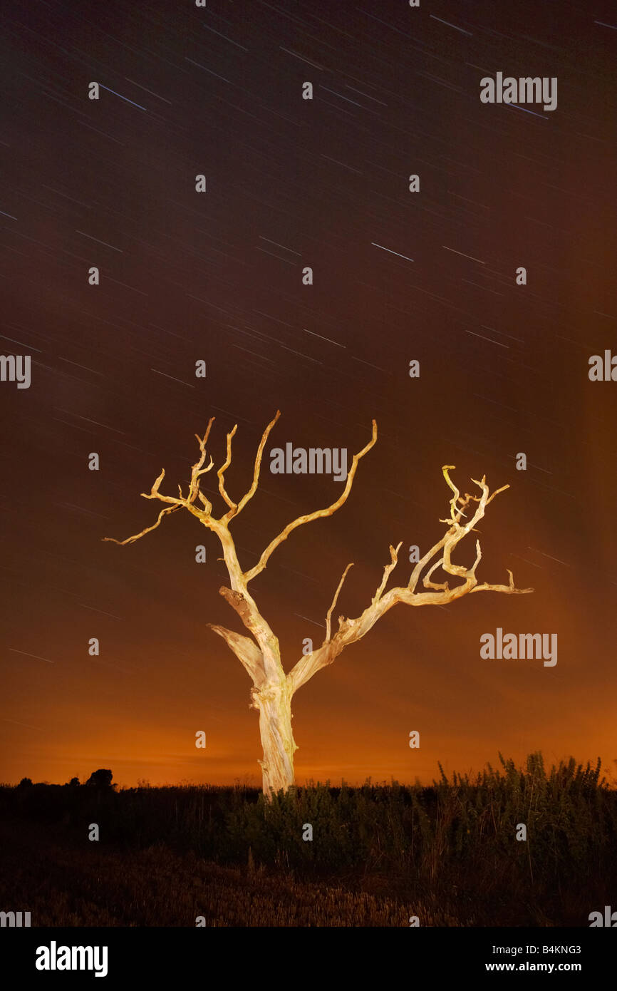 Toter Baum fotografiert nachts während einer Langzeitbelichtung in der Norfolk-Landschaft Stockfoto