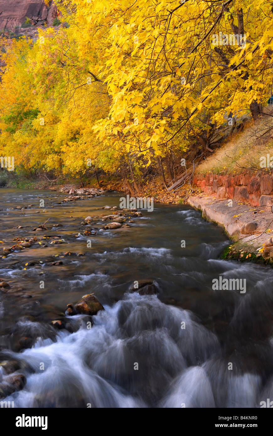 Herbstfarben im Zion Nationalpark, Utah Stockfoto