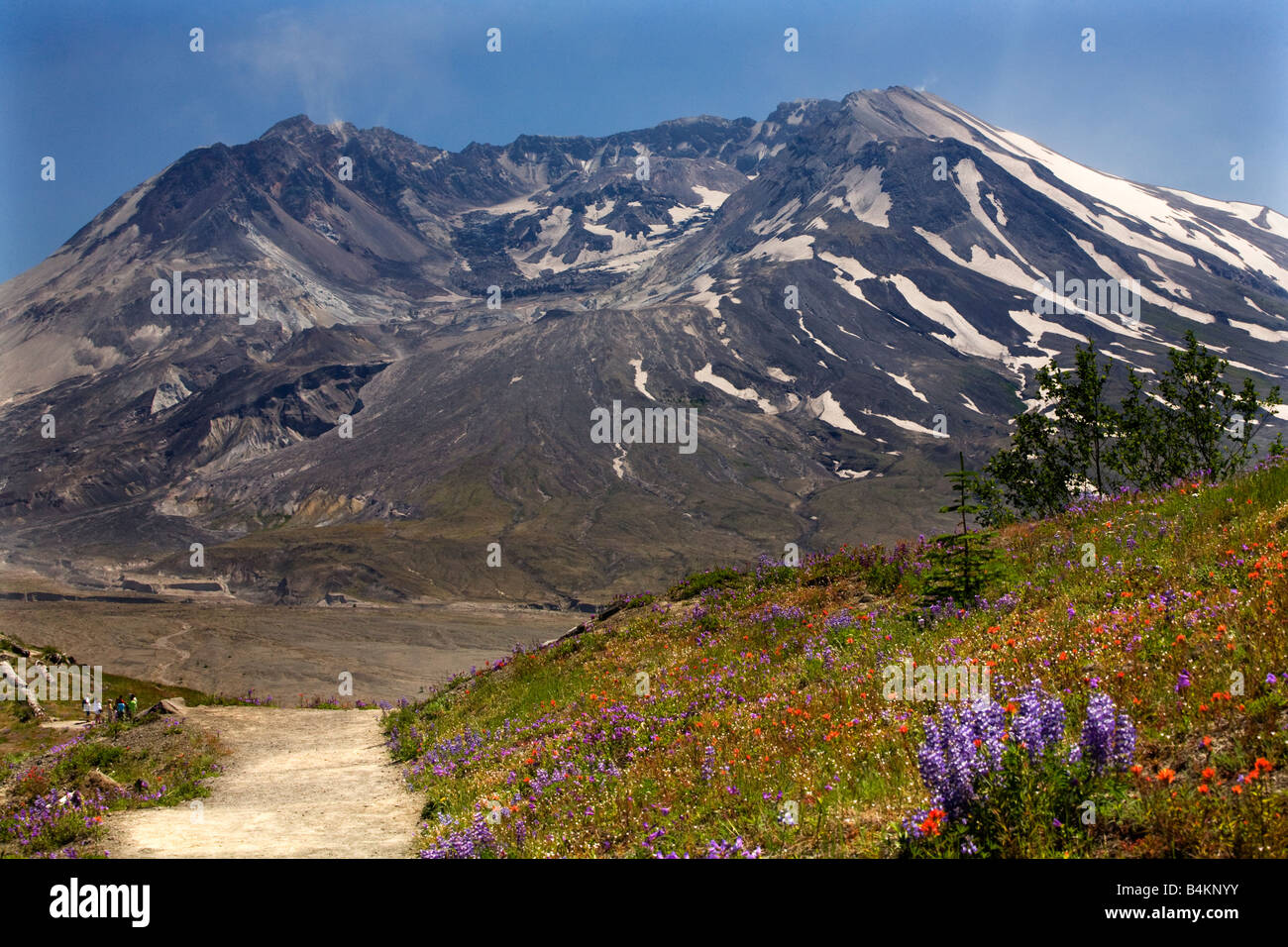 Wildblumen-Trail Red Indian Paintbrush lila Lupine und Rittersporn Mount Saint Helens Volcano Nationalpark Washington Stockfoto