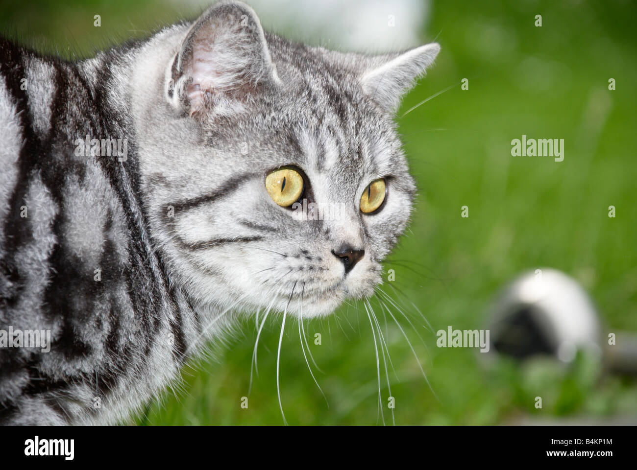 Schwarz silber tabby klassiker -Fotos und -Bildmaterial in hoher Auflösung  – Alamy