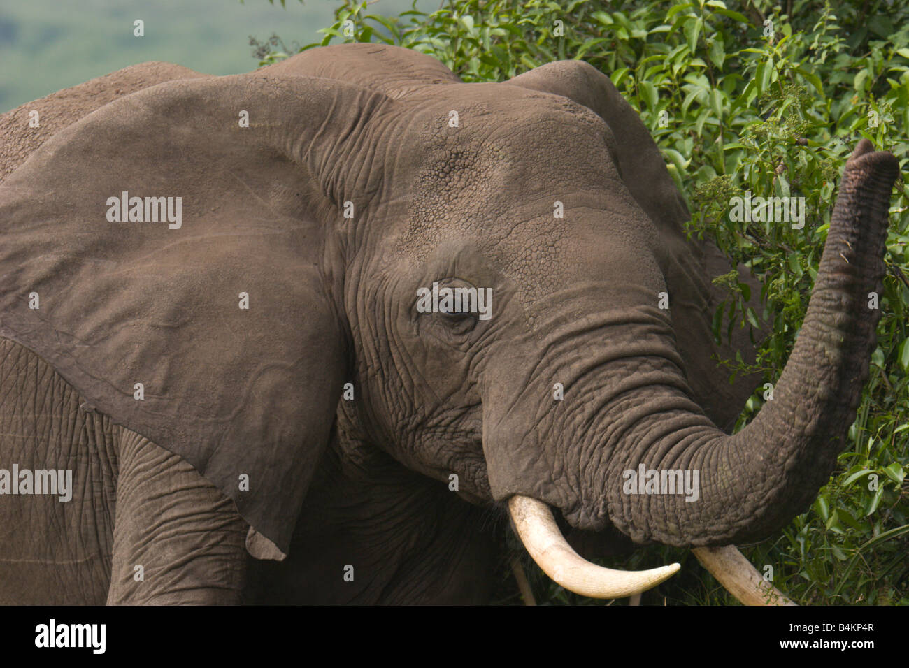 Stamm Elefantenstoßzähnen Queen Elizabeth Park Uganda Stockfoto