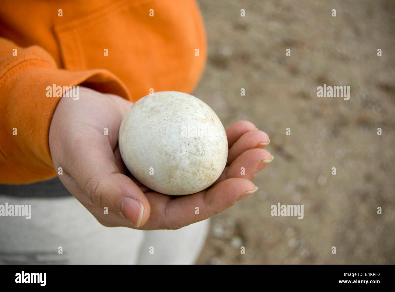 Eine Nahaufnahme einer großen Ente oder Gans Ei ruht in der Handfläche der hand Stockfoto