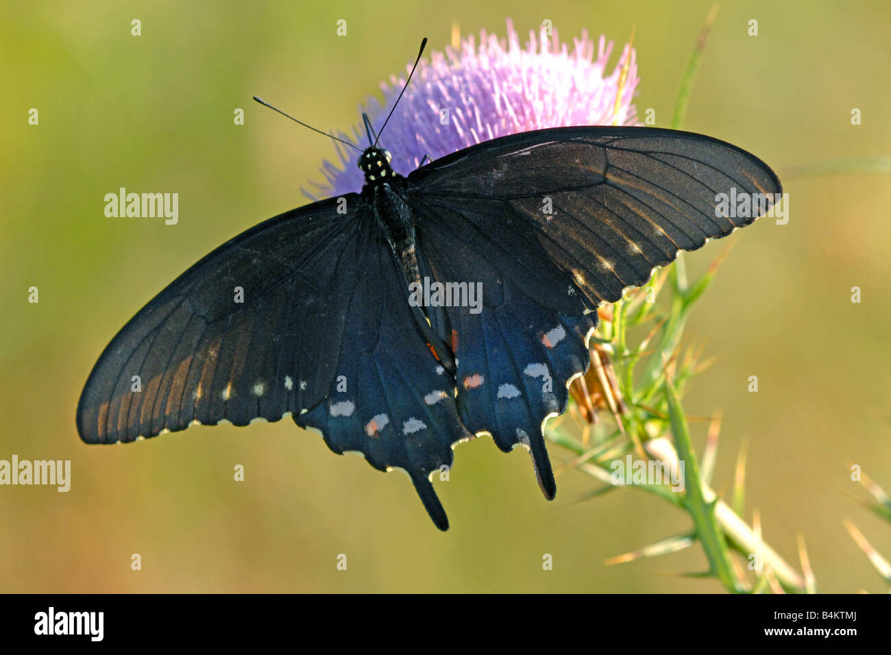 Pipevine Schwalbenschwanz Schmetterling (Battus Philenor) Stockfoto