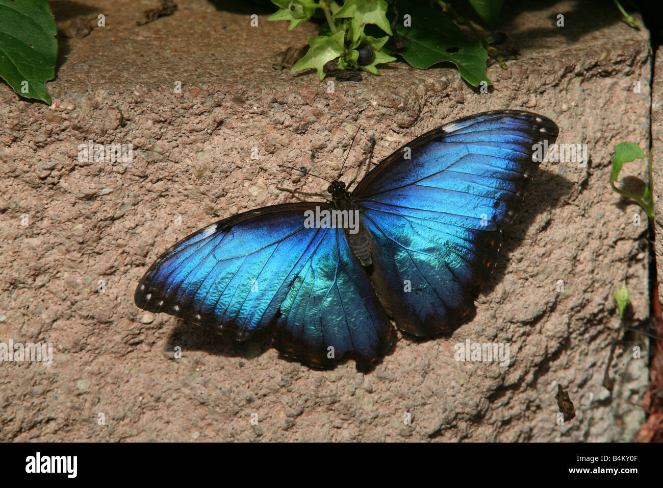 Blauen Morpho Schmetterling Morpho Peleides Mexiko Stockfoto
