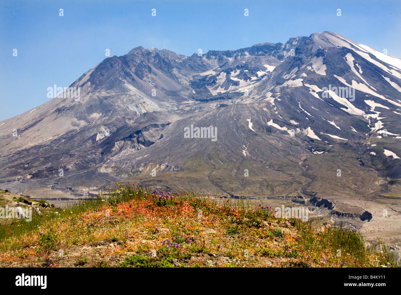 Wildblumen Caldera Mount Saint Helens Volcano Nationalpark Washington Stockfoto