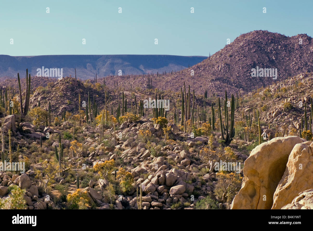 Cirio Bäume und Cardon Kakteen, Desierto Central in der Nähe von Cataviña Baja California Mexiko Stockfoto