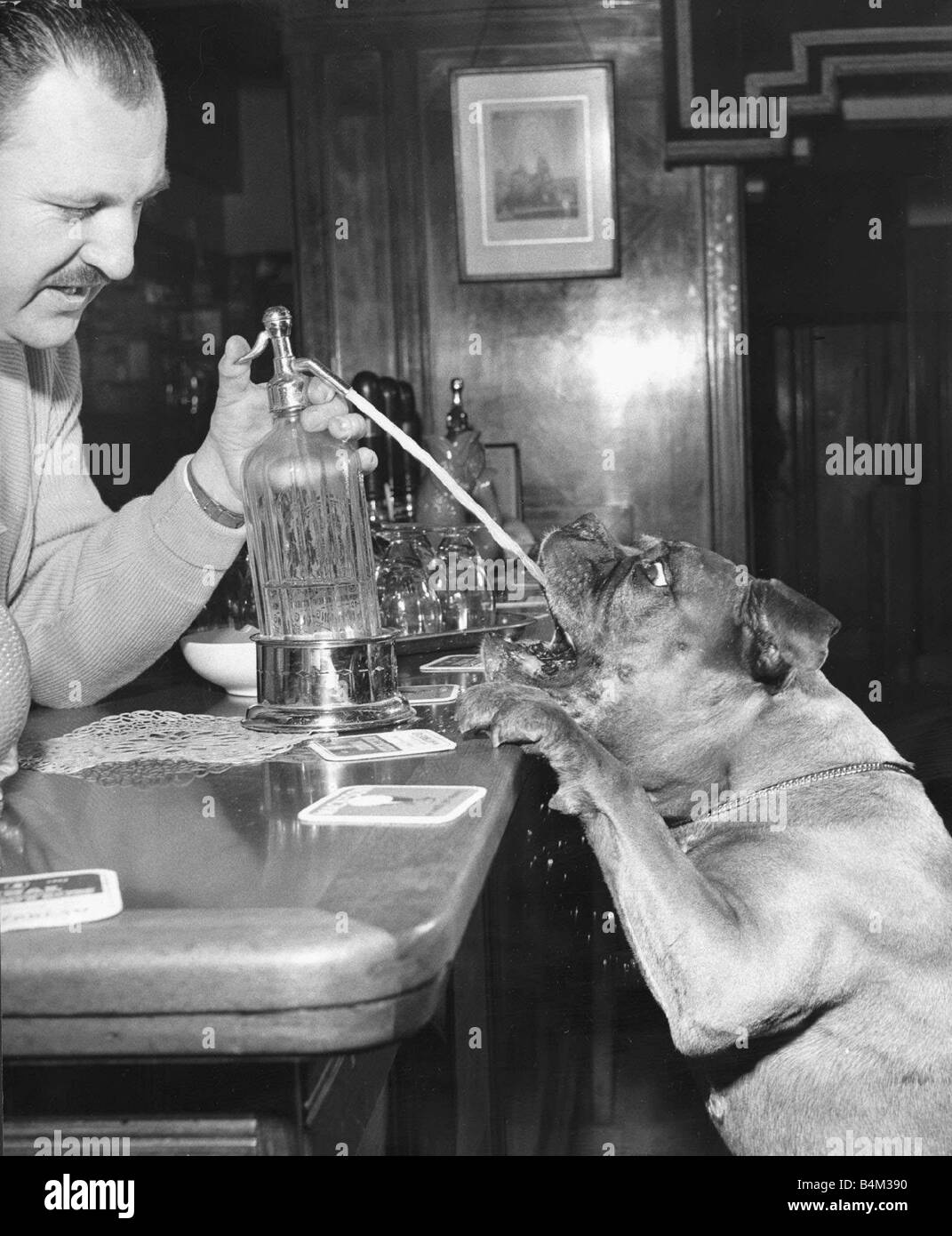 Ein Barkeeper spritzt ein Soda Siphon in einen Boxer Hunde Mund Tiere Hunde Boxer Boxer nette Pubs Tiere durstigen Hund Durst Stockfoto