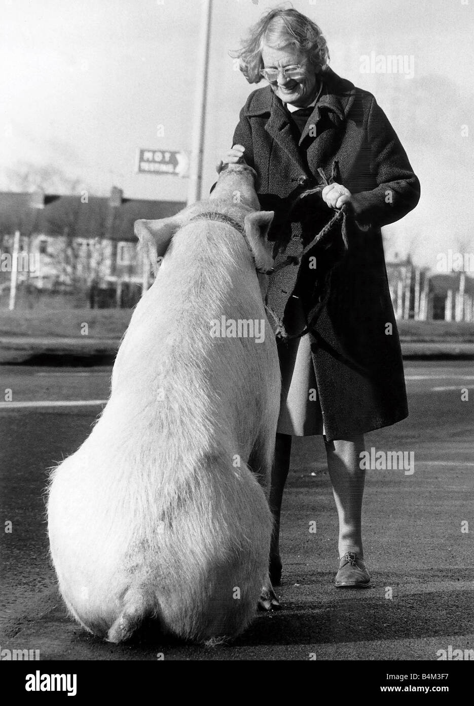 Tiere Schweine Miss Anna Barbara Woodhouse, die Telepathie verwendet auf 22 Stein Zirkus Schwein durch Einblasen von unten s Schnauze um es zu sitzen das Schwein ist im Besitz von Mary Chipperfield 16. Januar 1981 Mirrorpix MPpigs0204 Stockfoto