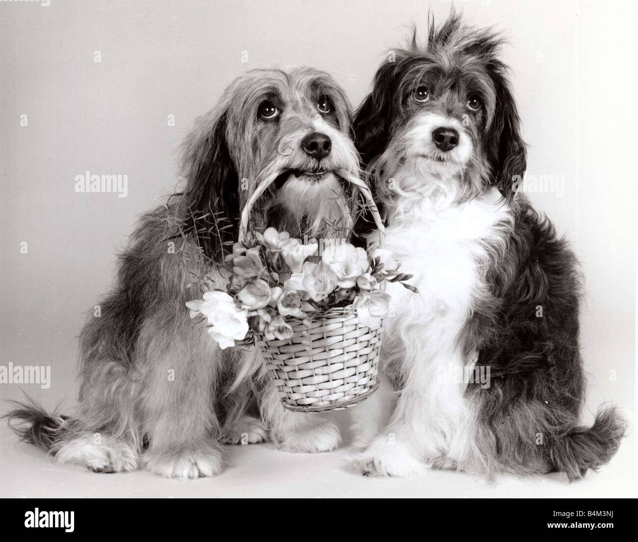 Duffy Pippin Hund Akteure April 1987 mit einem Korb voller Blumen mirrorpix Stockfoto