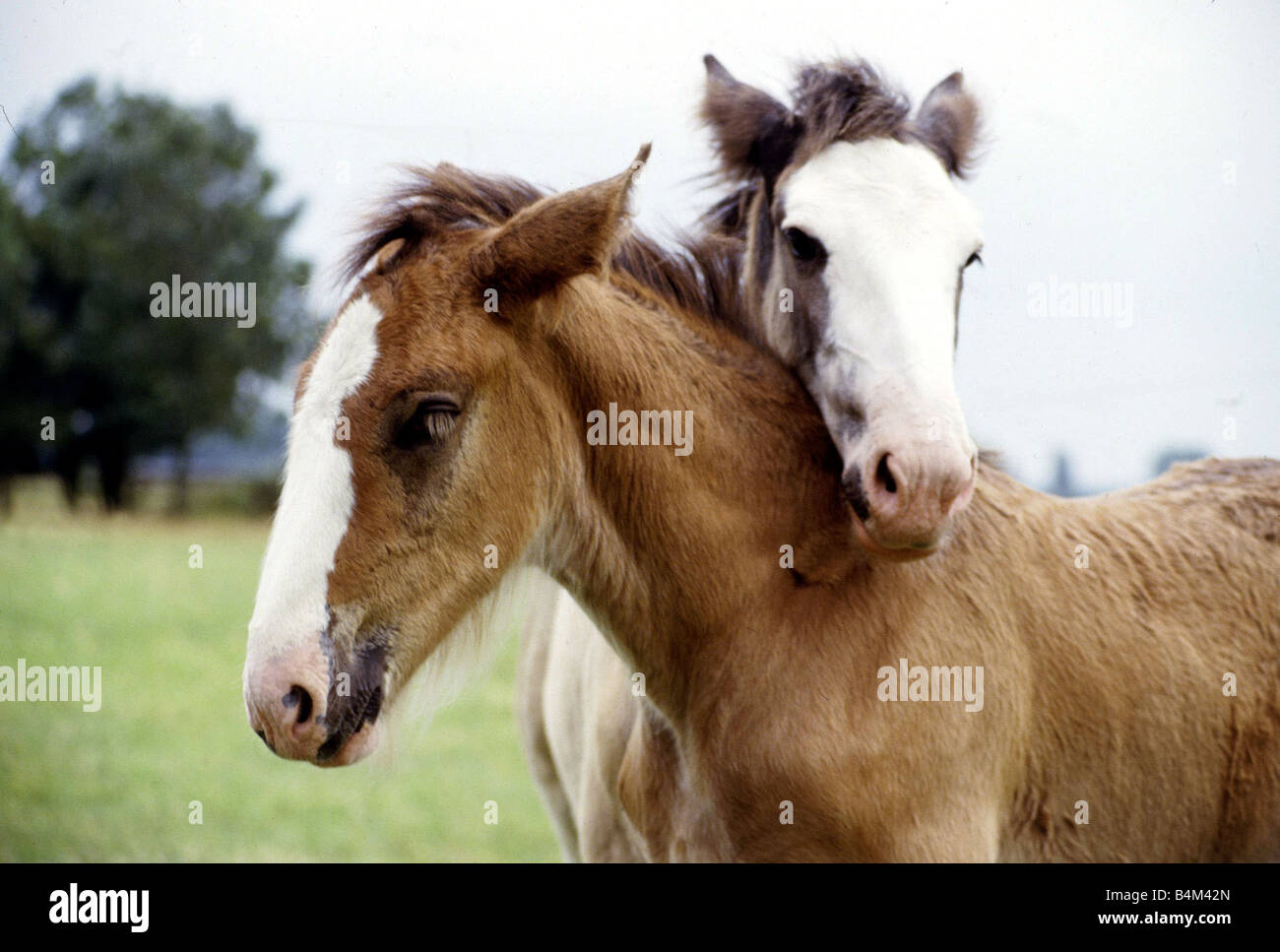 Zwei Shire Fohlen die Namen Andy und Fergie von ihren Besitzern Shirley und Peter Buck im Manor Farm Stables in Charlton August gegeben Stockfoto