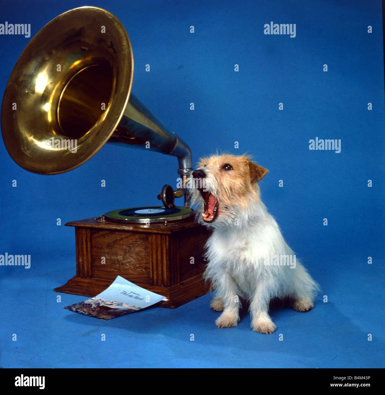 Ein Jack Russell Hund mitsingen, Musik wird gespielt am Gramaphone aus der TV-Spot für Winalot erstklassige Tiere Stockfoto