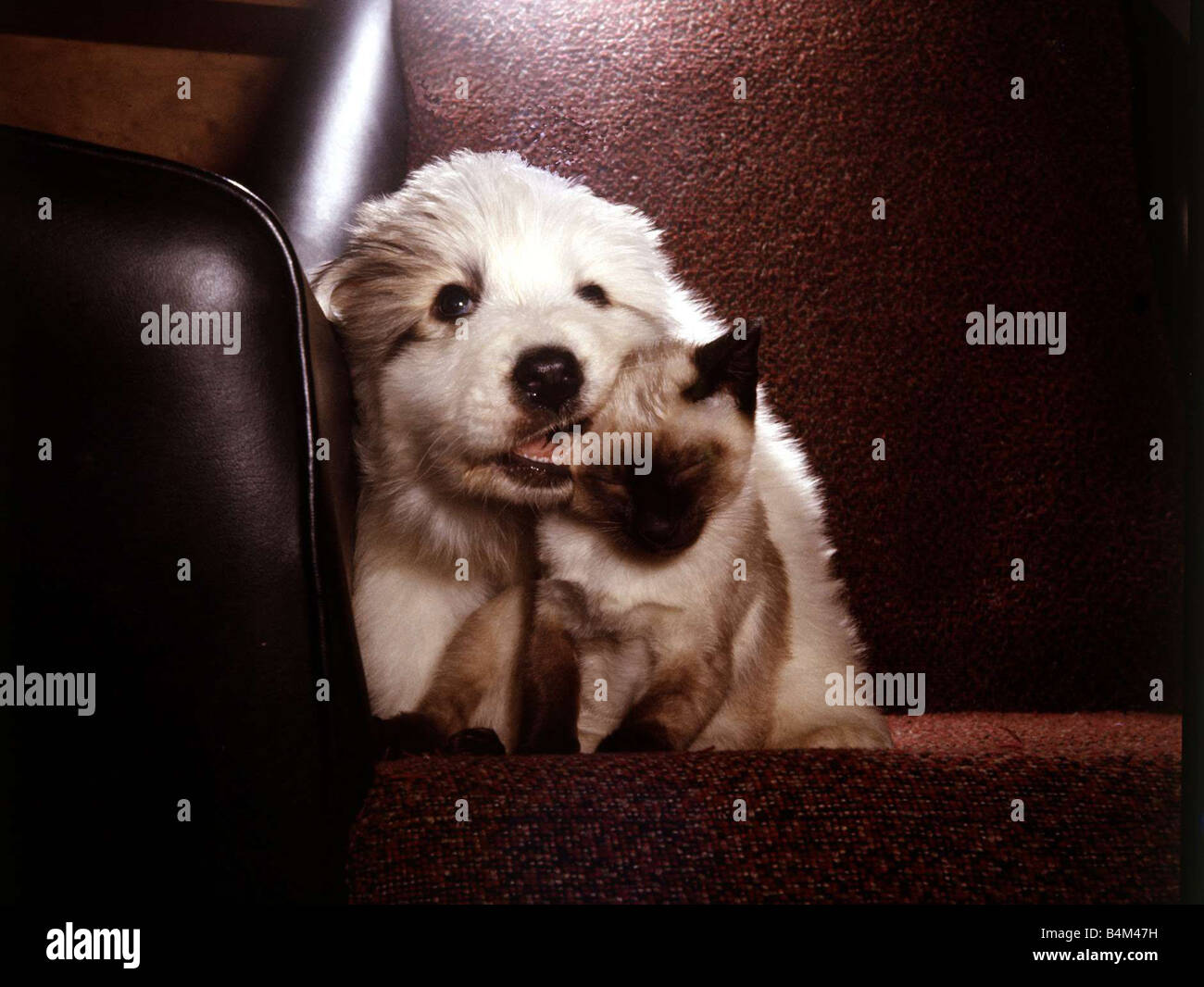 Pyrenäen-Berghund Welpen mit Weedey die siamesische Katze März 1965 Tier  niedliche Haustier Haustiere Haushund Hunde Katze Katzen Welpen  Stockfotografie - Alamy