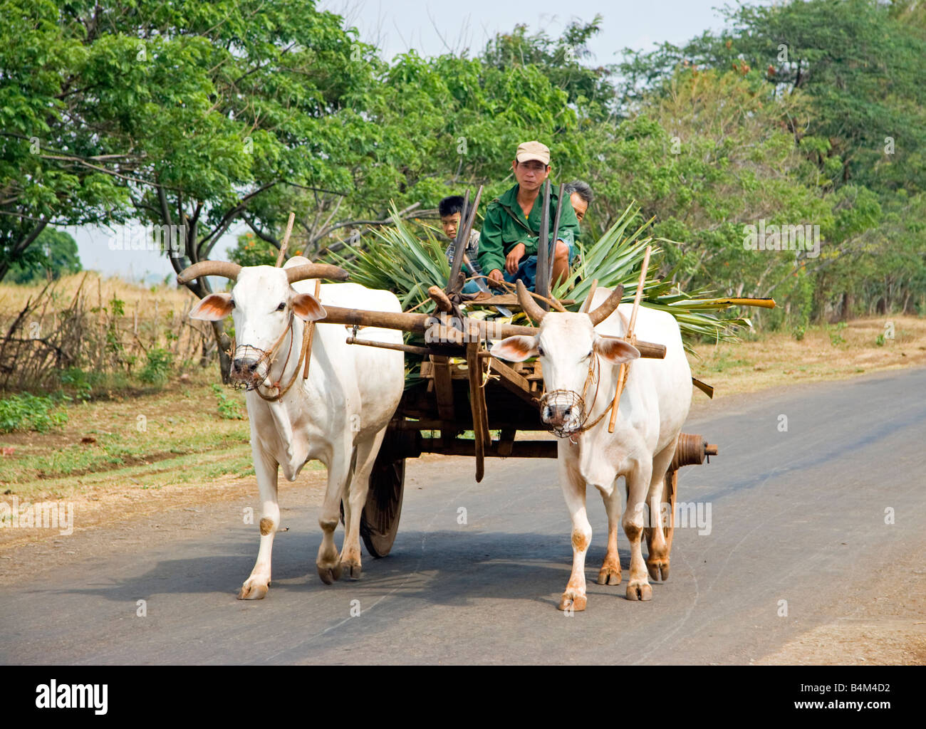 Weiße Ochsenkarren, Shwelai (Shwe-Lai) Dorf, Region Bagan, Myanmar (Burma) Stockfoto
