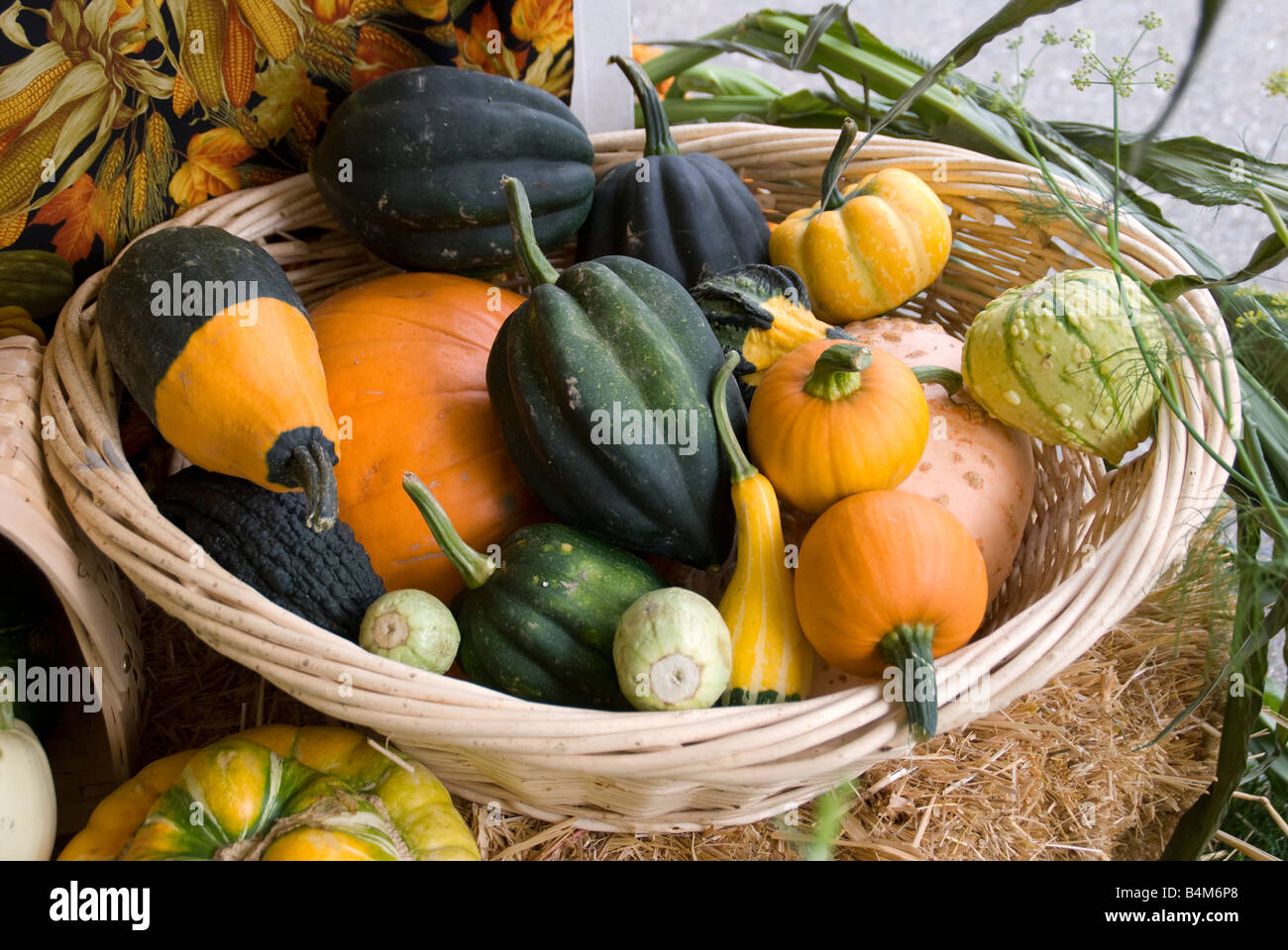 Herbst Kürbisse und Kalebassen in einem landwirtschaftlichen Display an der Evergreen State Fair in Monroe, Washington. Stockfoto