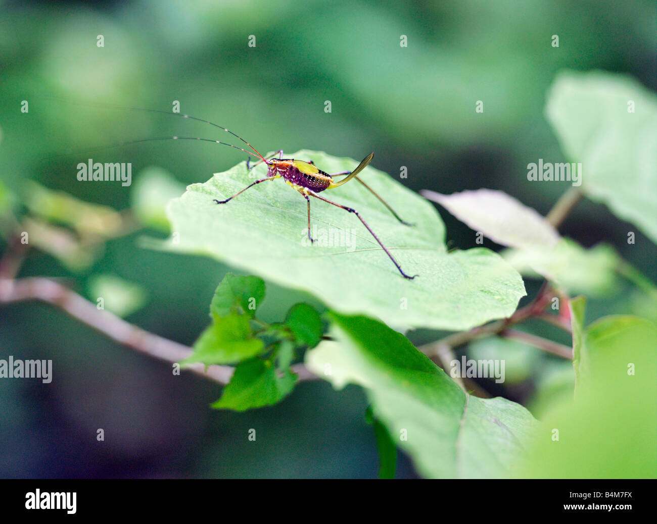 Norden von Madagaskar, einem bunten Rüsselkäfer in Ankarana spezielle Reserve.Madagascar hat zahlreiche seltsame und wunderbare Rüsselkäfer Stockfoto