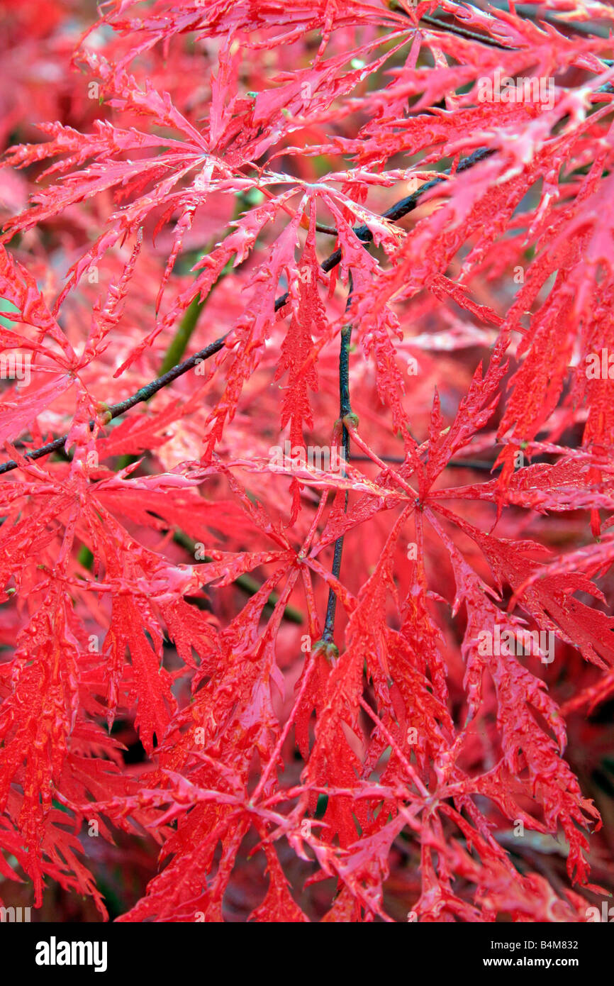 ACER PALMATUM DISSECTUM INABA SHIDARE AGM HERBSTFÄRBUNG Stockfoto