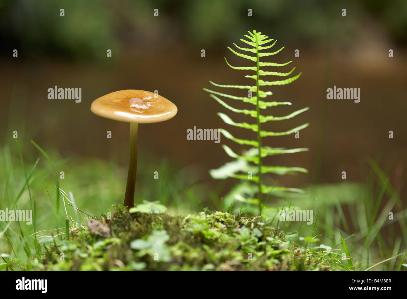 Fliegenpilz gefunden in den New Forest, Hampshire, England, UK. Stockfoto