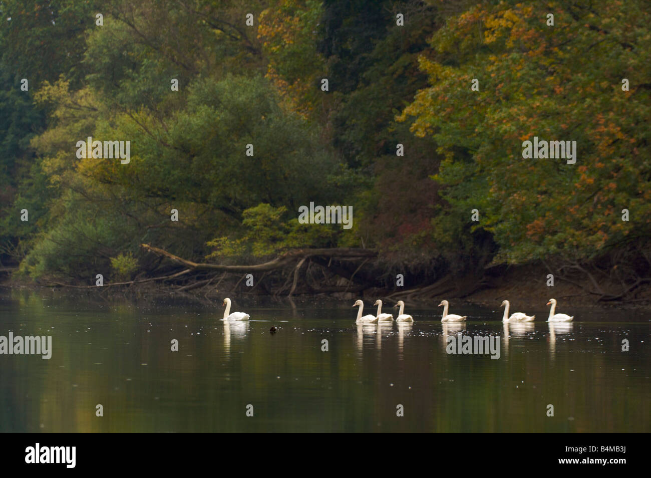 Gruppe von weiße Schwäne auf einem See schwimmen Stockfoto