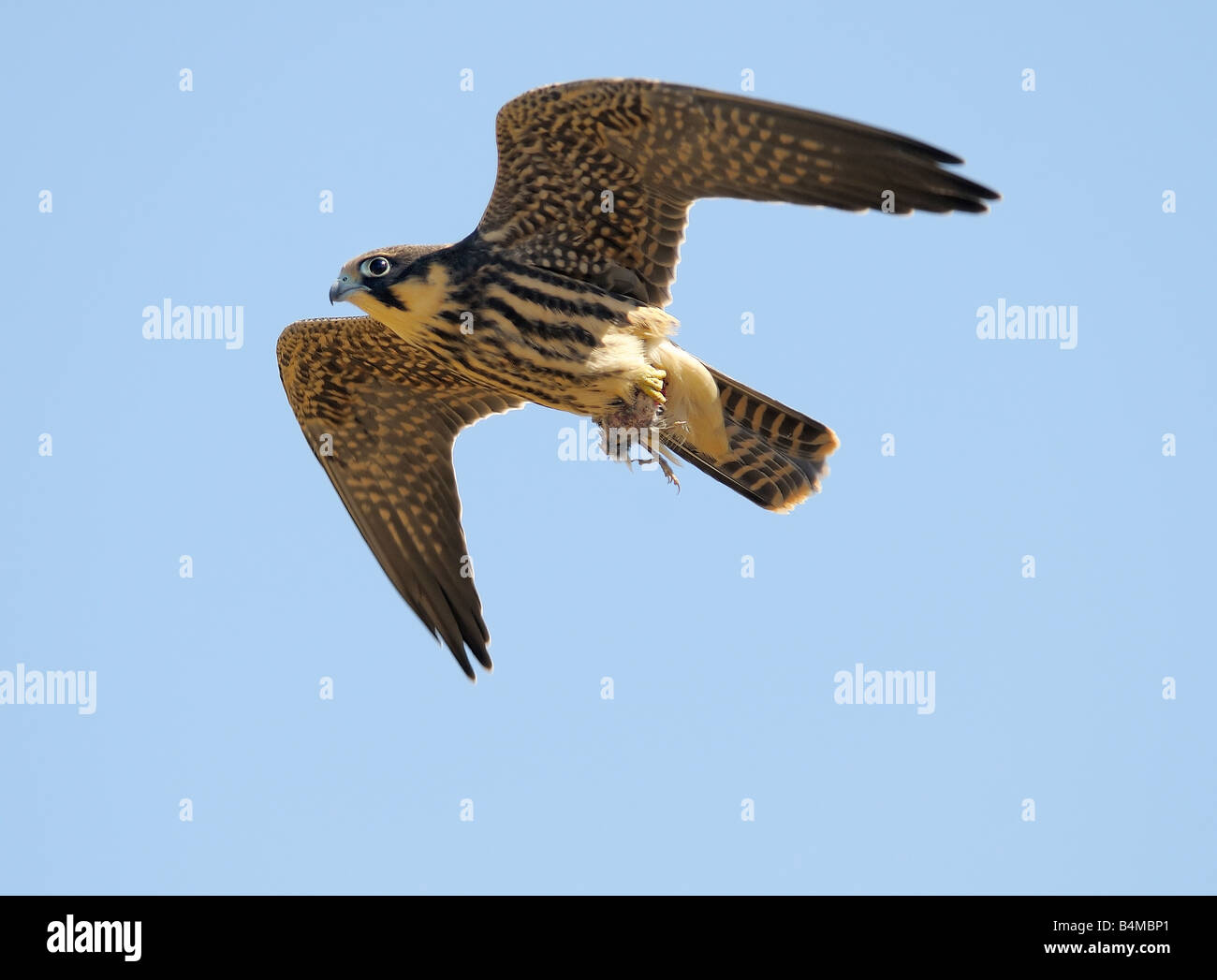 Der Hobby-Falke mit Beute Stockfoto