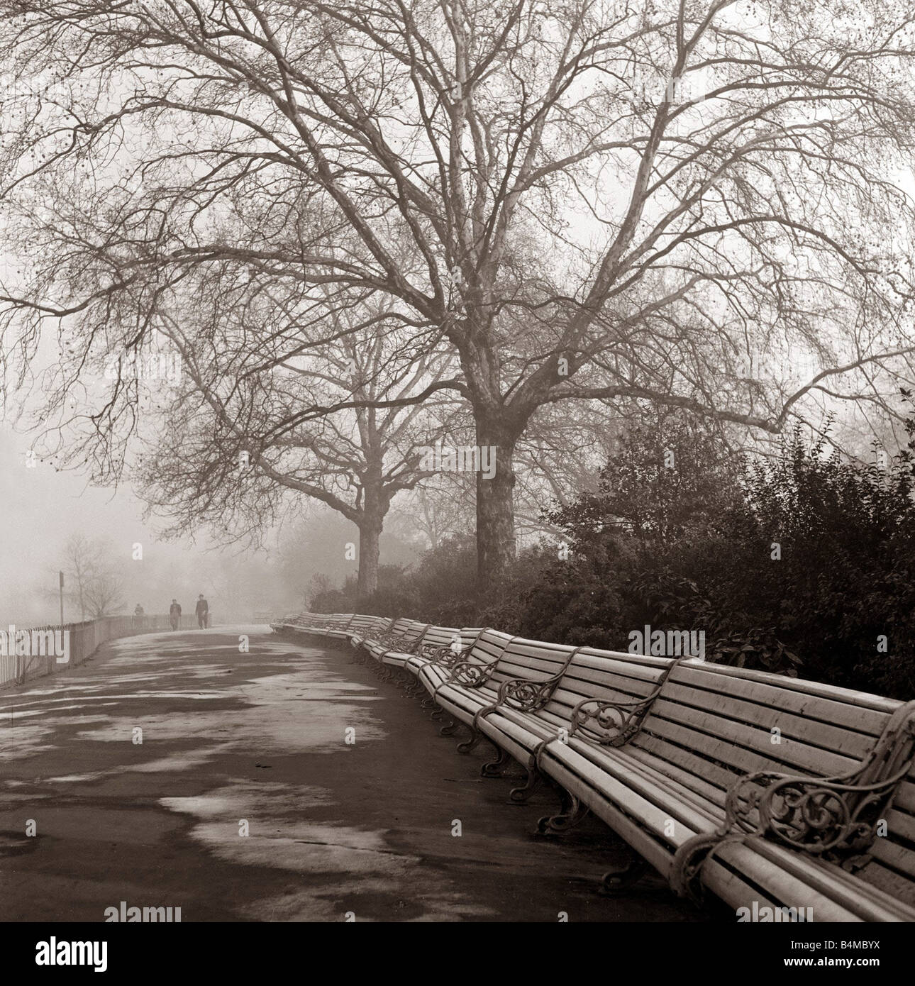 Parkbänke aufgereiht unter dem Blätterdach der Bäume in ihren Skelett Pracht winterlichen Trübsinn Wetter Jahreszeiten winter grauer Himmel Nebel Nebel im freien atmosphärischen Circa 1958 Stockfoto