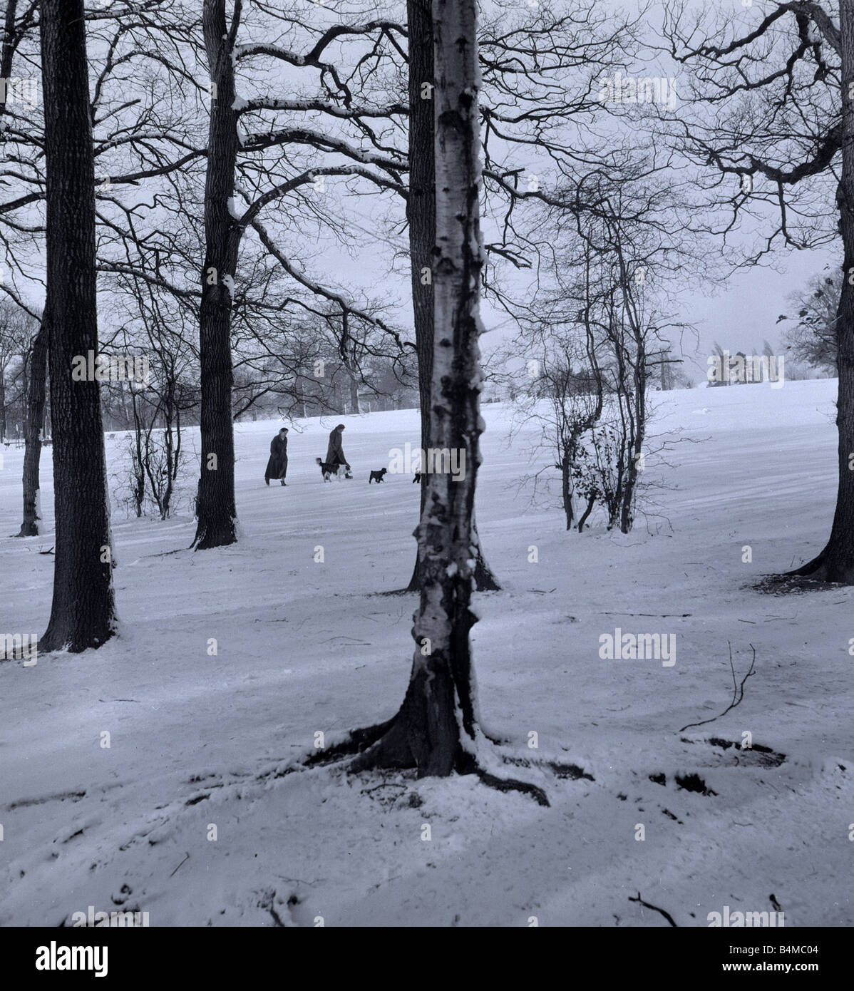 Menschen, die ihre Hunde unter schneebedeckten Silber Birken Circa 1958 Stockfoto
