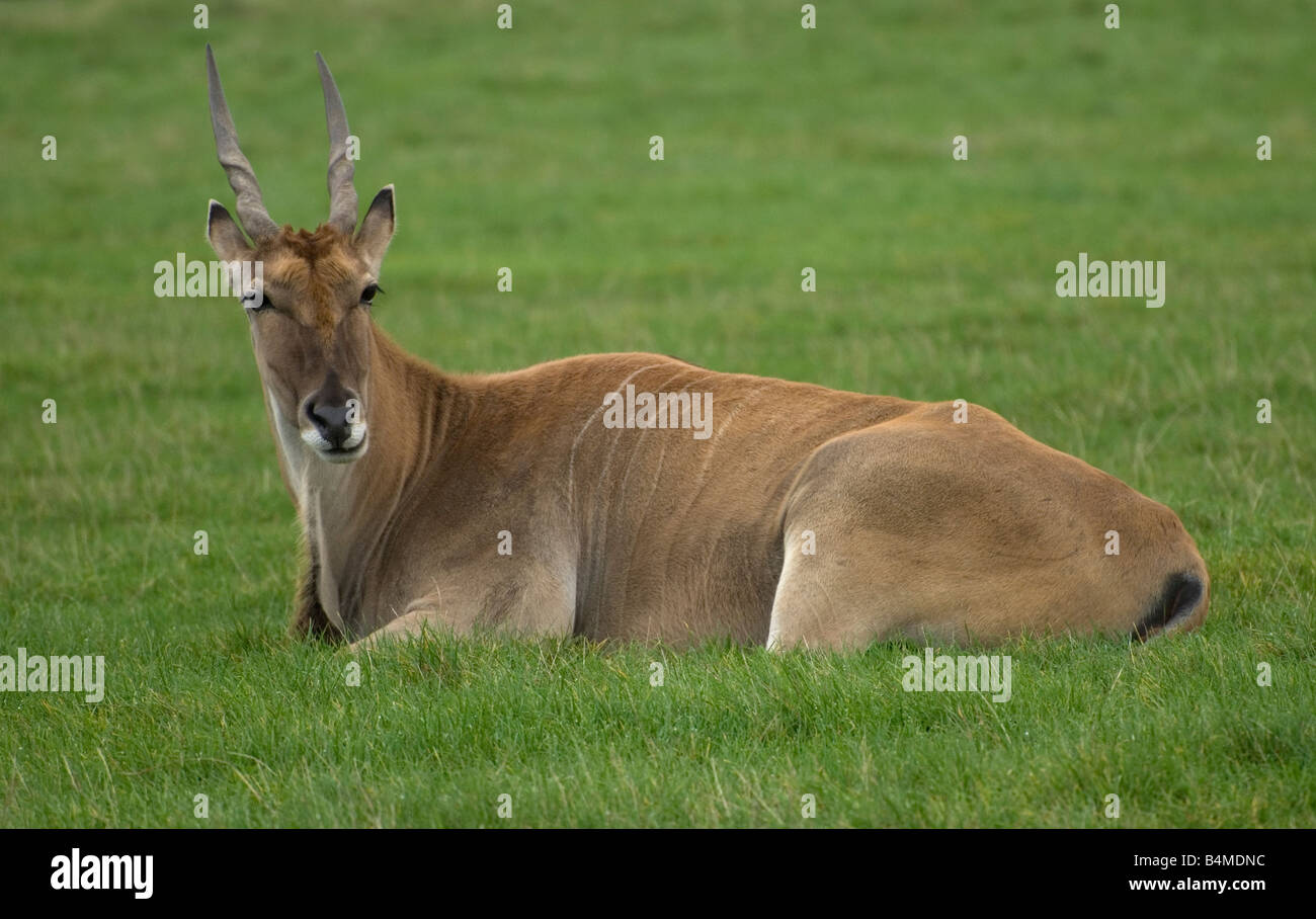Gemeinsame Eland, Woburn Safari Park, Bedfordshire, England Stockfoto