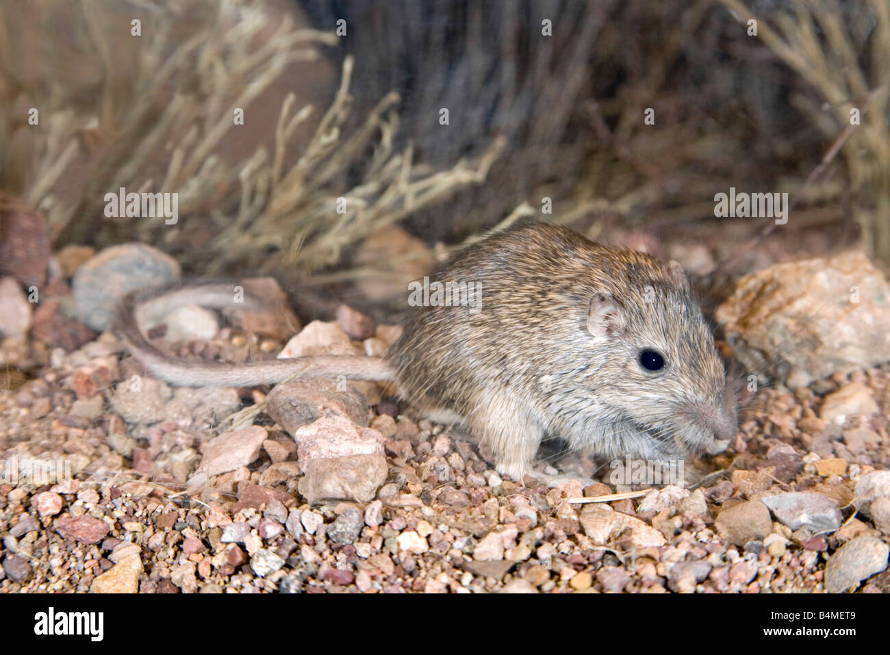 Pocket-Maus Chaetodipus Intermedius Elgin Cochisel County Arizona USA 21 Juli Erwachsenen Heteromyidae Rock Stockfoto