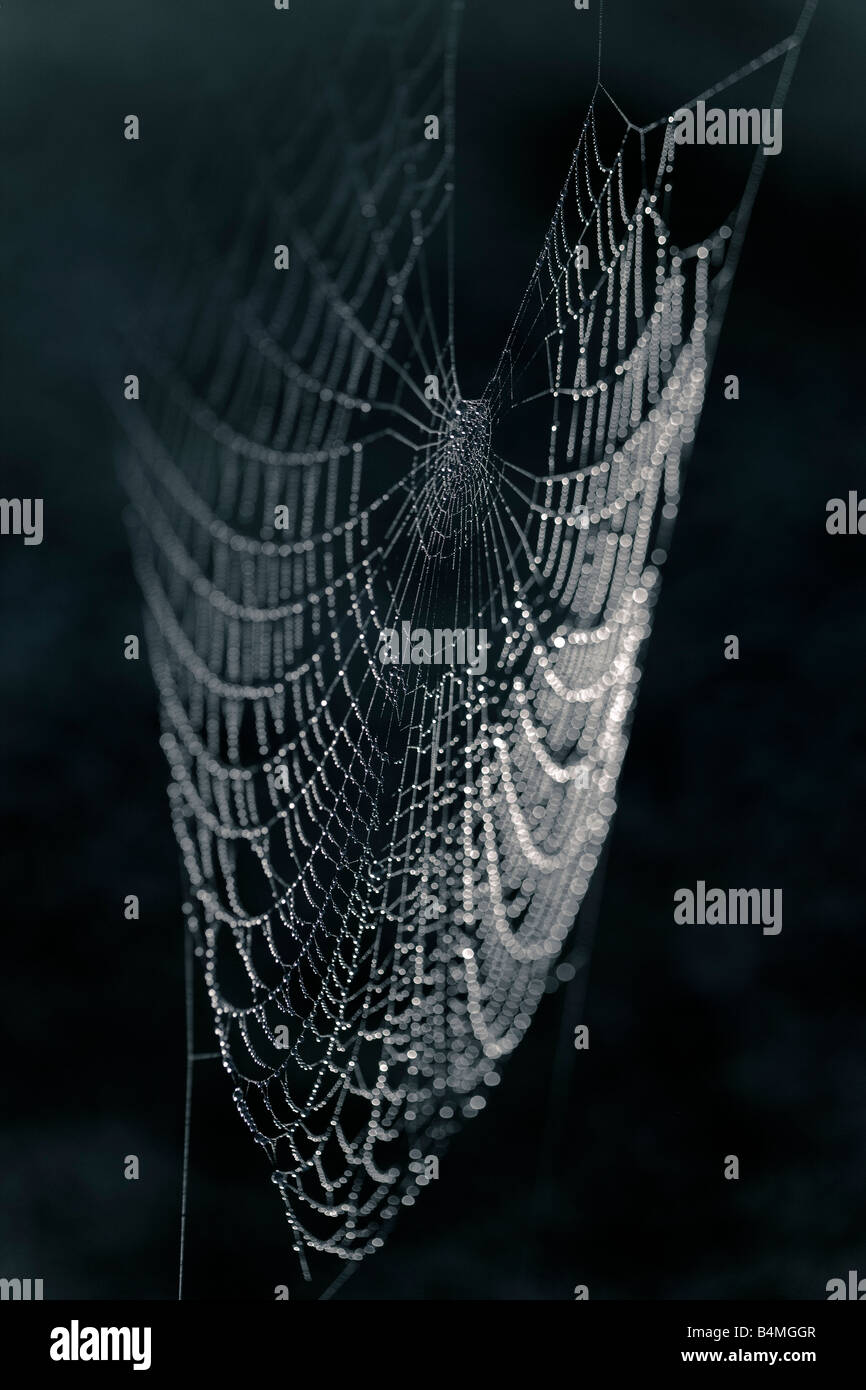Nahaufnahme von einem leeren Spinnennetz Stockfoto