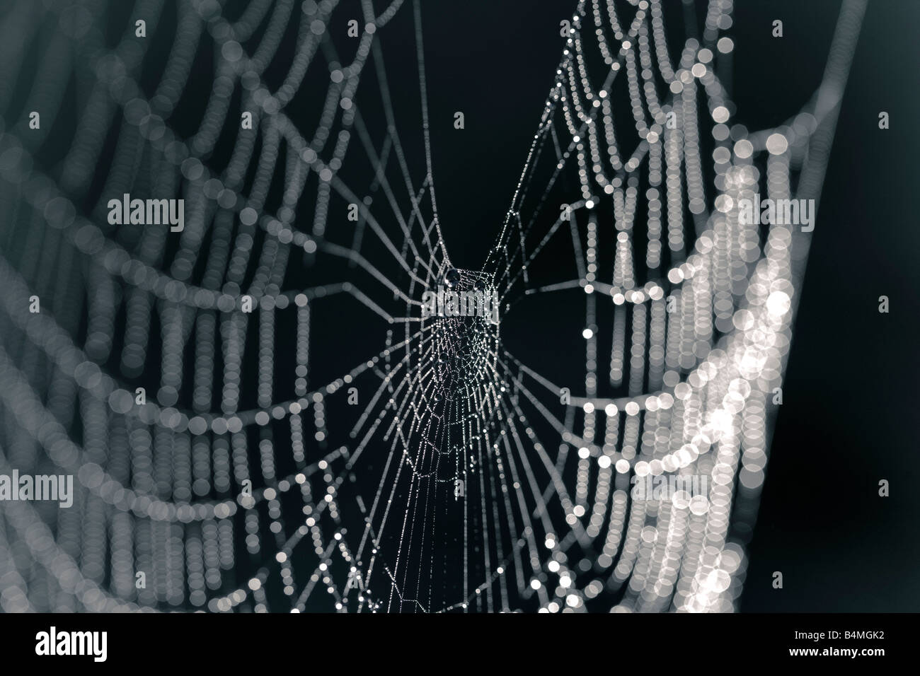 Nahaufnahme von einem leeren Spinnennetz Stockfoto