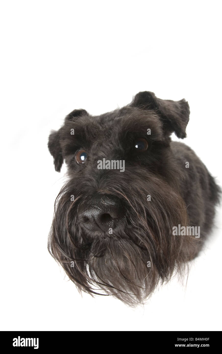 Schwarze Zwergschnauzer Hund Stockfoto