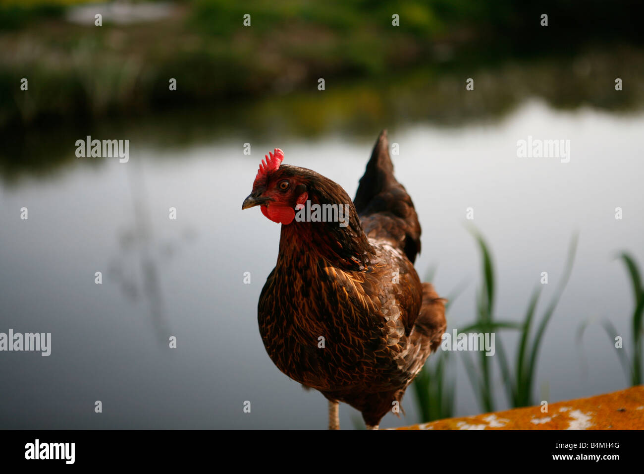 Huhn, stehend auf einer Wand an einem Teich Stockfoto