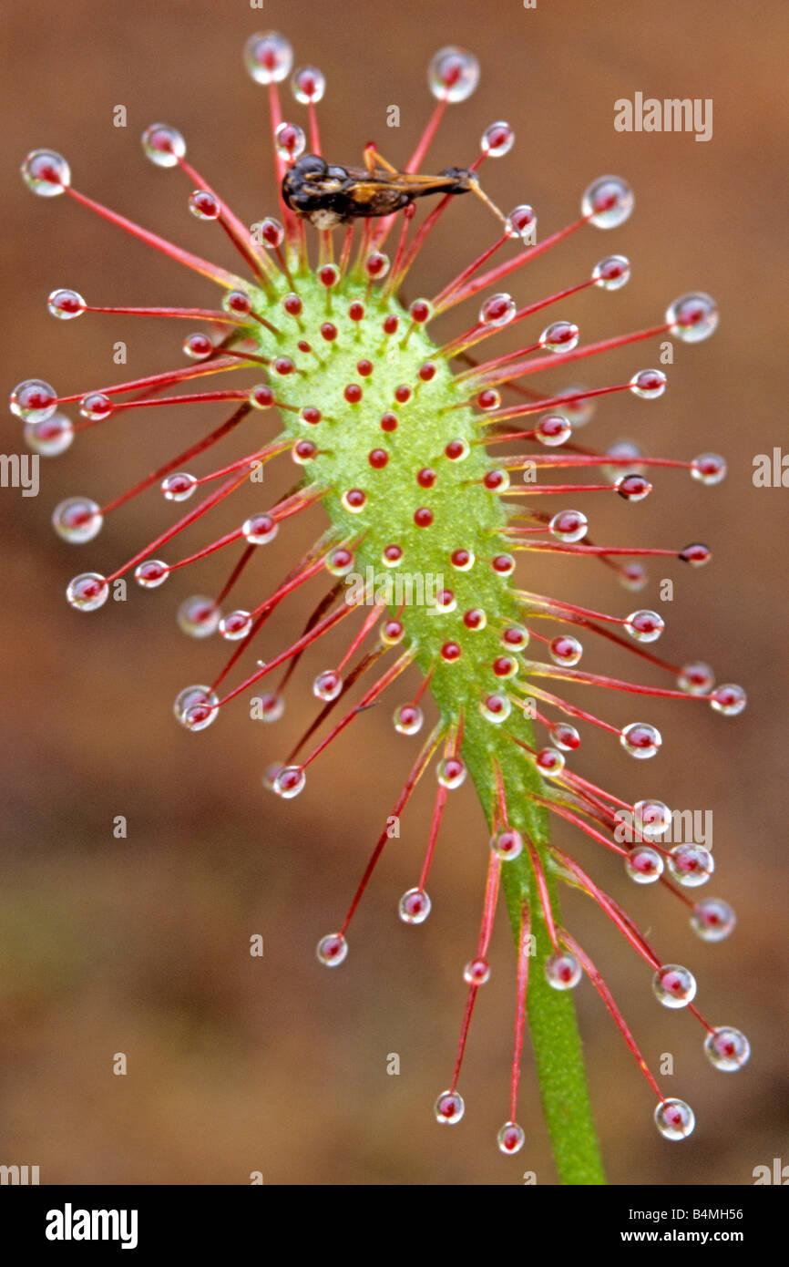 Spoonleaf Sonnentau, länglich Endivie Sonnentau (Drosera Intermedia) Blatt mit erbeuteten Insekten Stockfoto