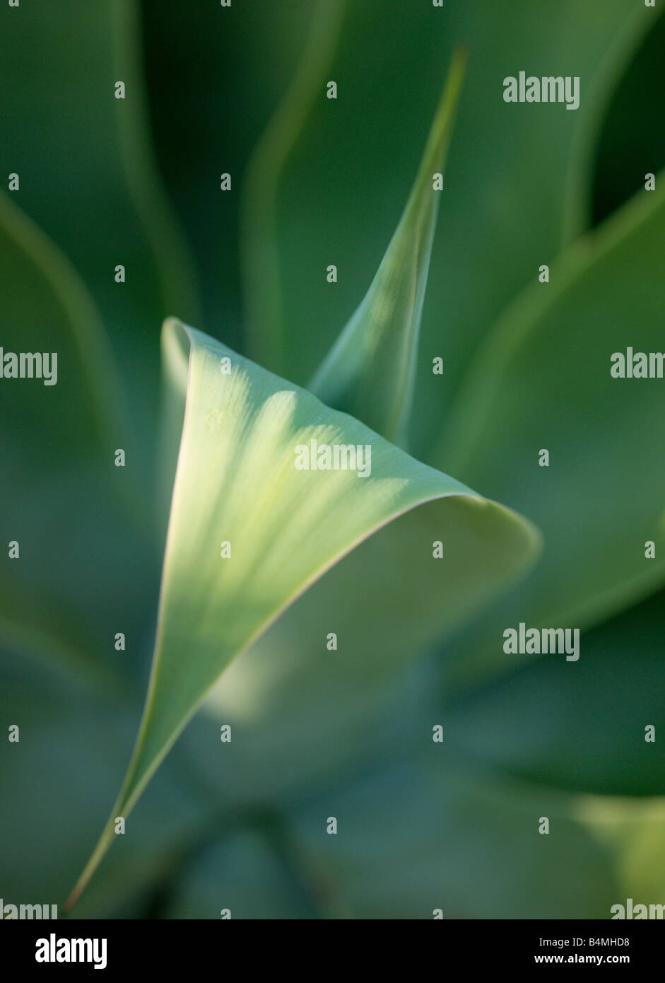 Attenuata Fotos und Bildmaterial in hoher Auflösung Alamy