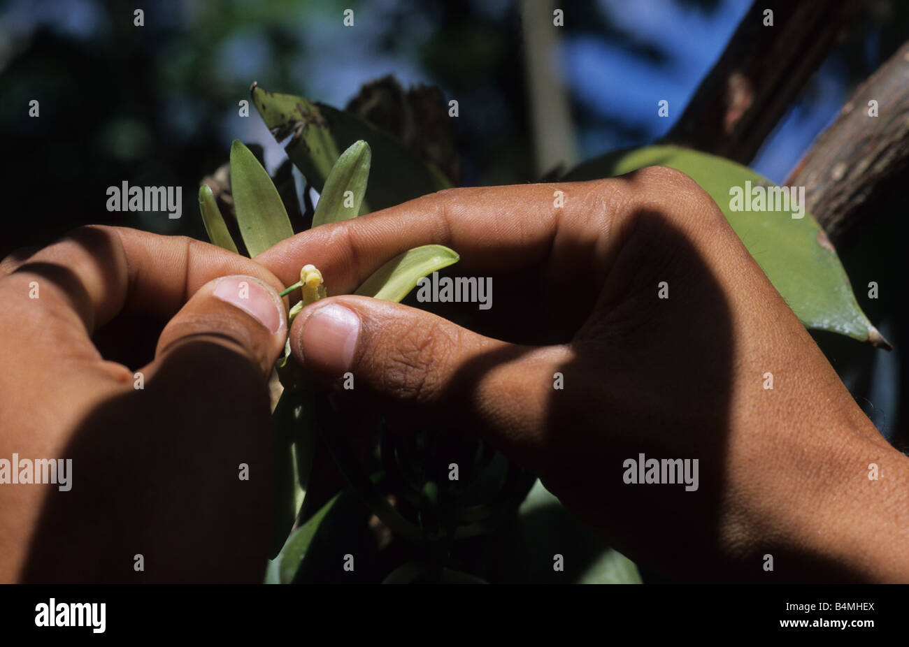Vanille Pflanze bestäuben Stockfotografie - Alamy