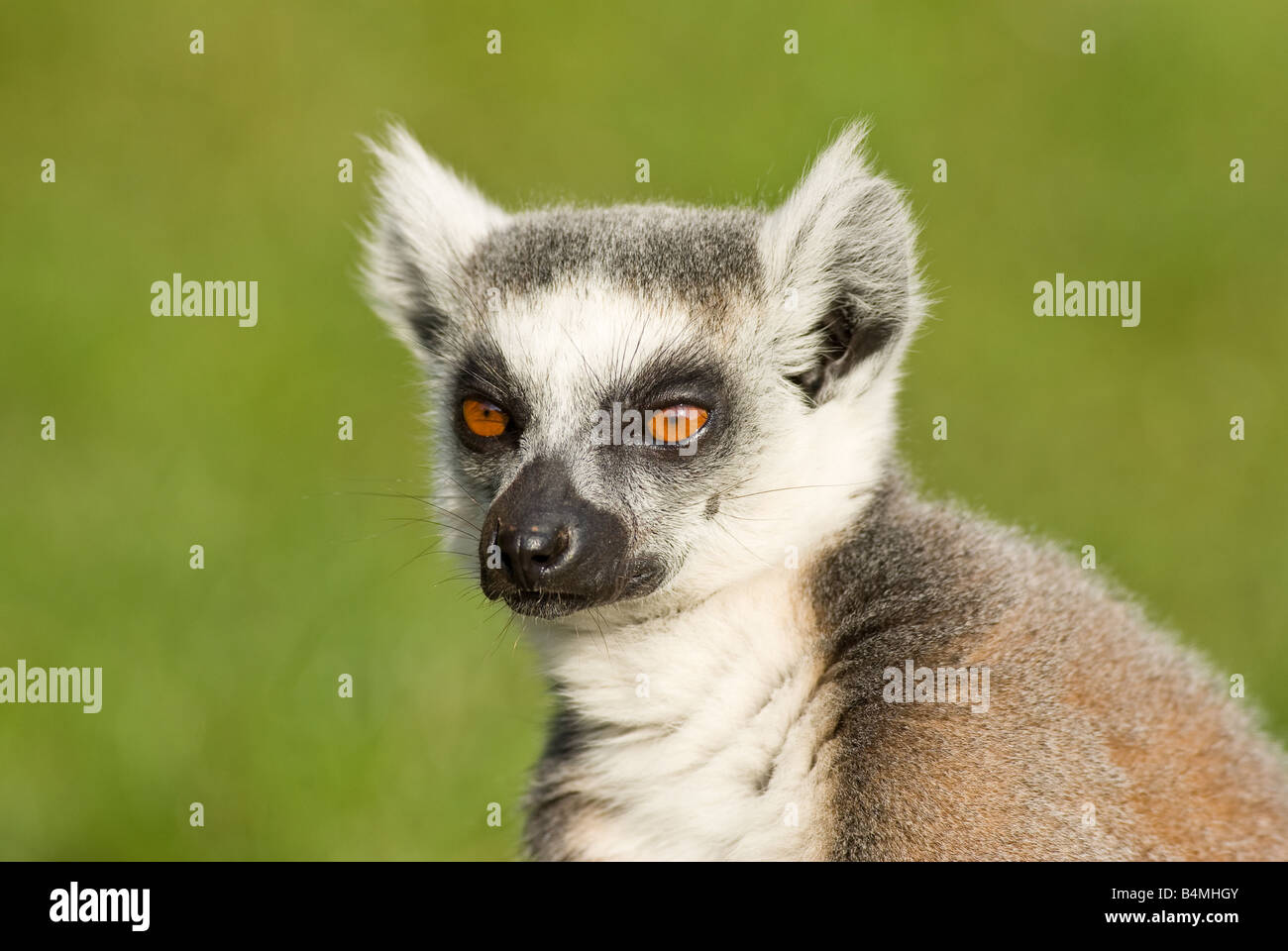 Ring Tailed Lemur Stockfoto
