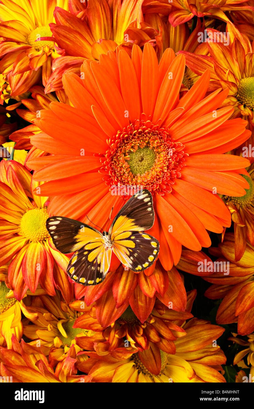 Schmetterling und Orange Gerber daisy Stockfoto