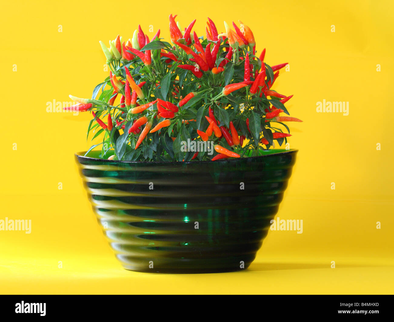 Paprika Strauch Fruchtkörper Stockfoto