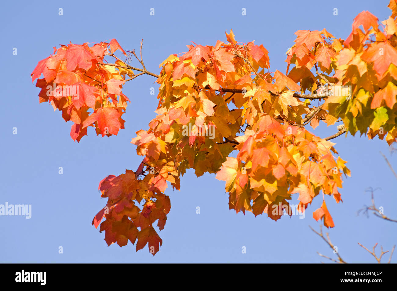 Herbst Blätter Grantown auf Spey Moray Schottland, Vereinigtes Königreich Stockfoto