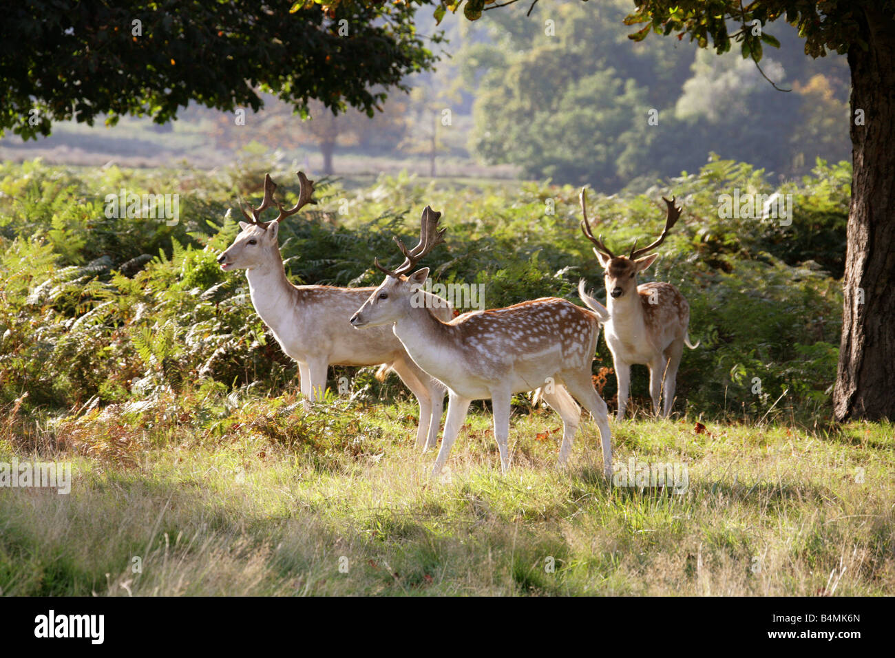 Europäischer Damhirsch Dama dama Stockfoto