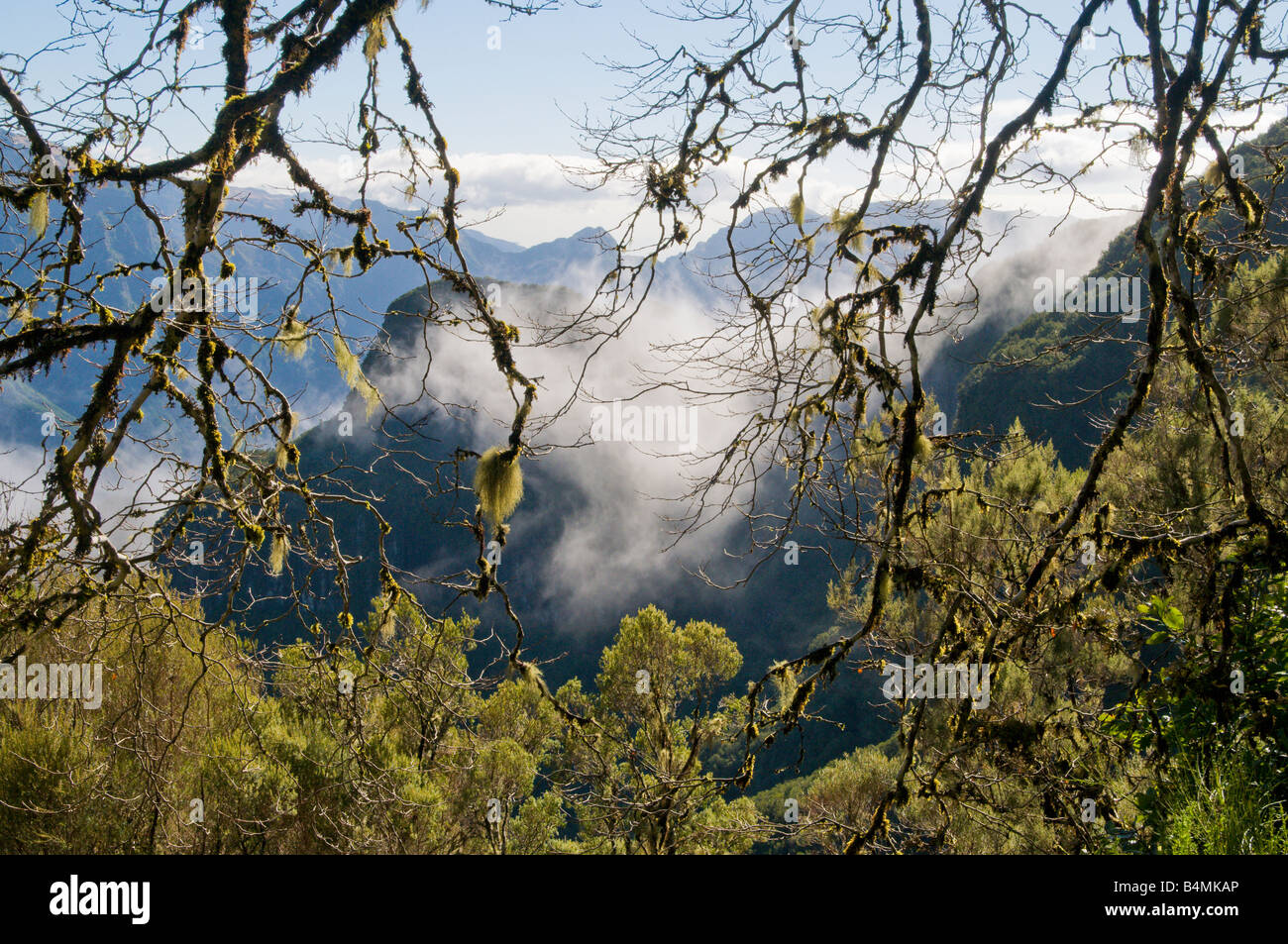 Lorbeerwald Nebelwald oberhalb des Tals von São Vicente an der Nordseite der Insel Madeira Stockfoto
