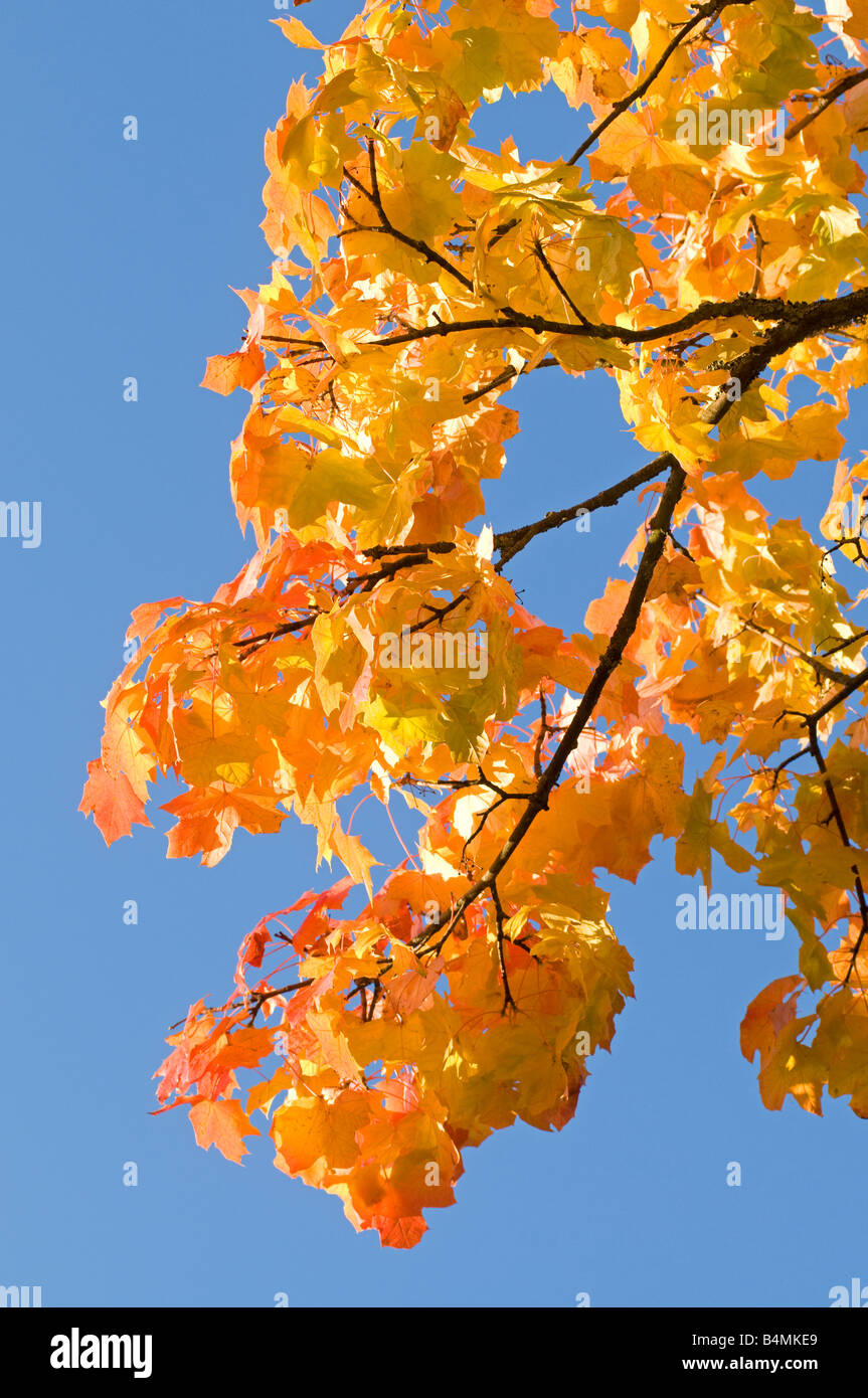 Herbst Blätter Grantown auf Spey Moray Schottland, Vereinigtes Königreich Stockfoto