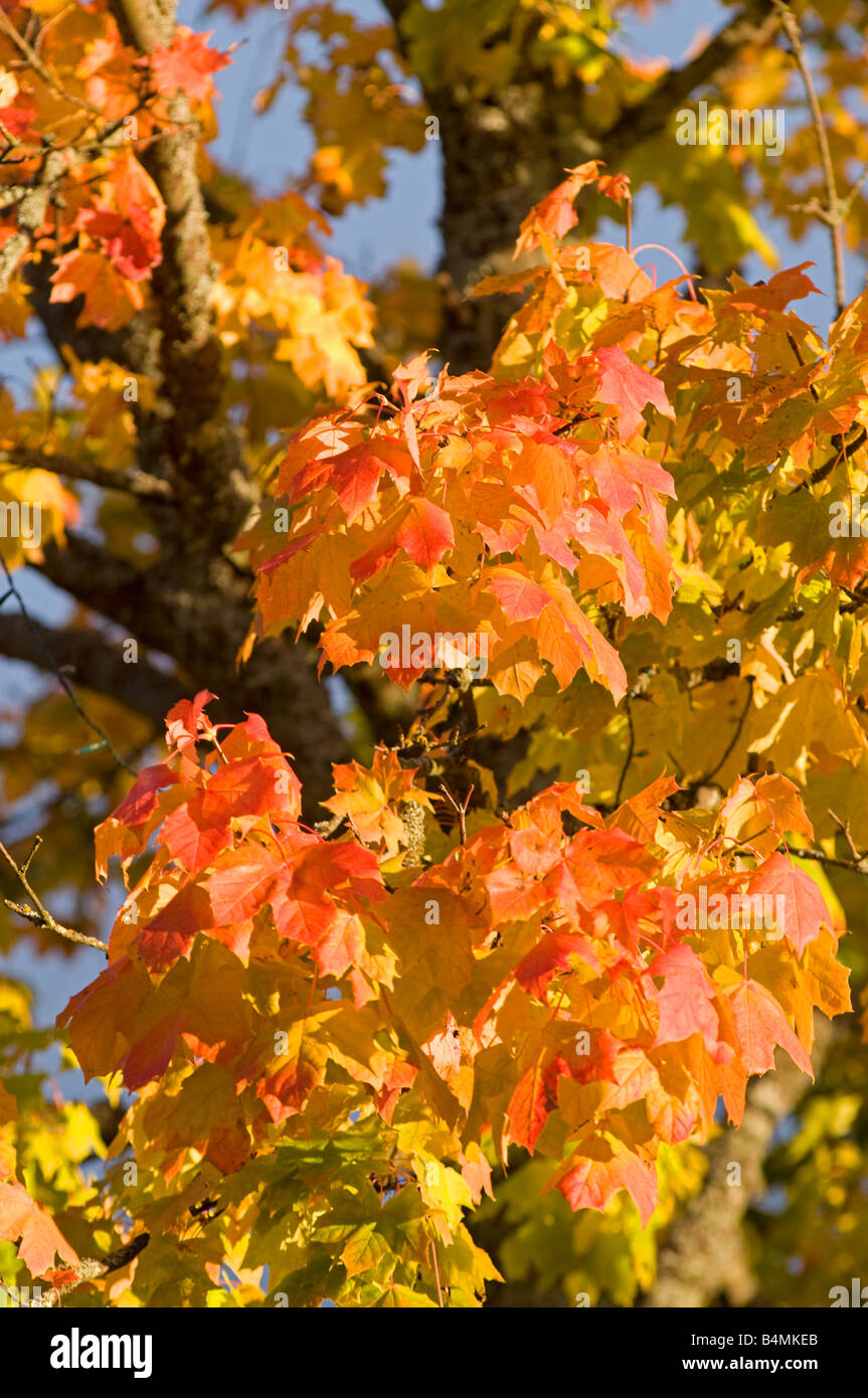 Herbst Blätter Grantown auf Spey Moray Schottland, Vereinigtes Königreich Stockfoto