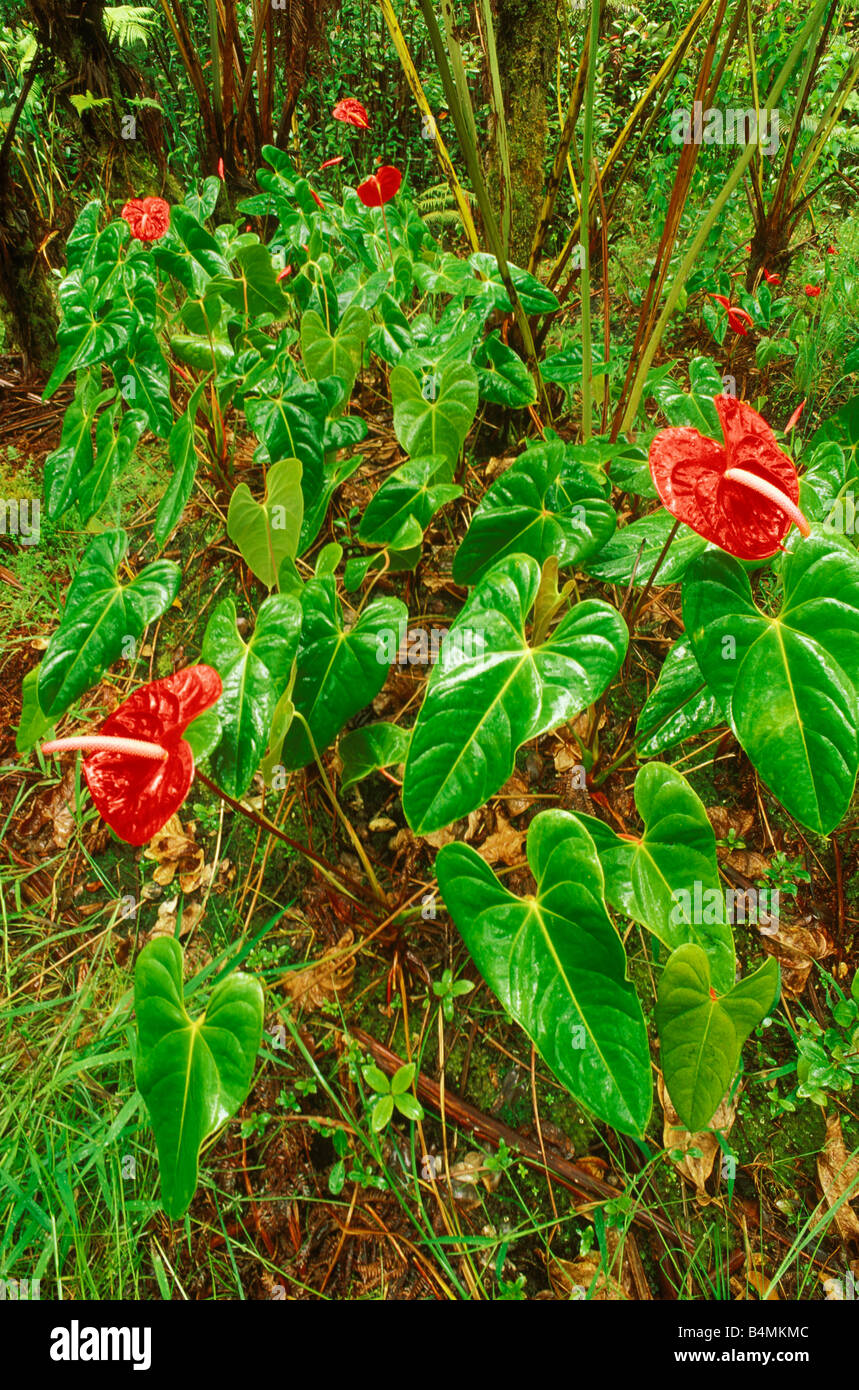 Anthurium Blumen in einem Baumfarn Wald Puna District The Big Island Hawaii  Stockfotografie - Alamy