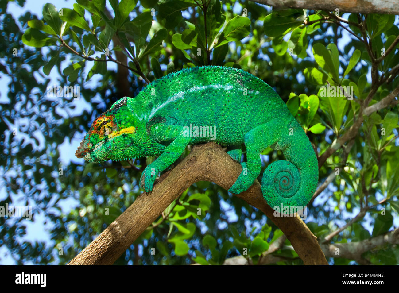 1 eine einzelnes grüne wilde Madagaskar (FURCIFER pardalis) männlichen Chamäleon auf Natur natürliches Grün Blätter Blatt Hintergrund hell Brilla Stockfoto