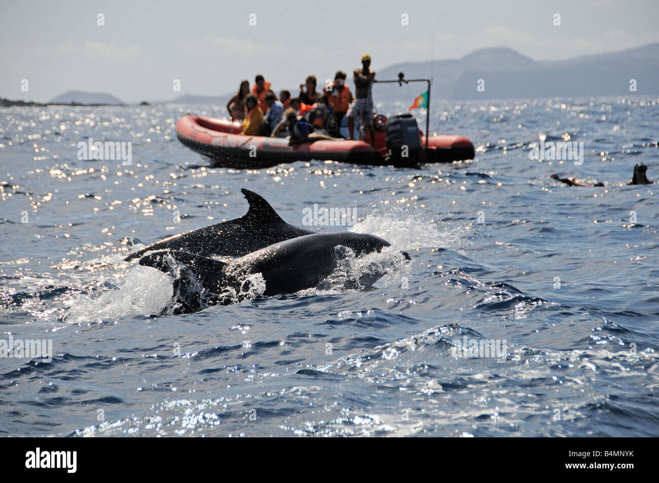 Atlantic spotted Dolphin Whale-watching Boot mit Delfinen Stockfoto
