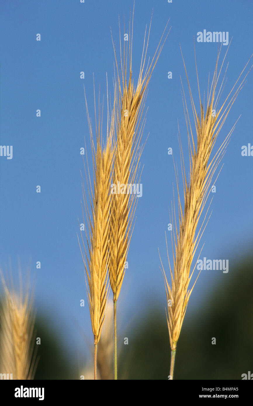 Berg-Roggen (Secale Montanum, Triticum Cereale var. Montanum), Reife Ohren Stockfoto