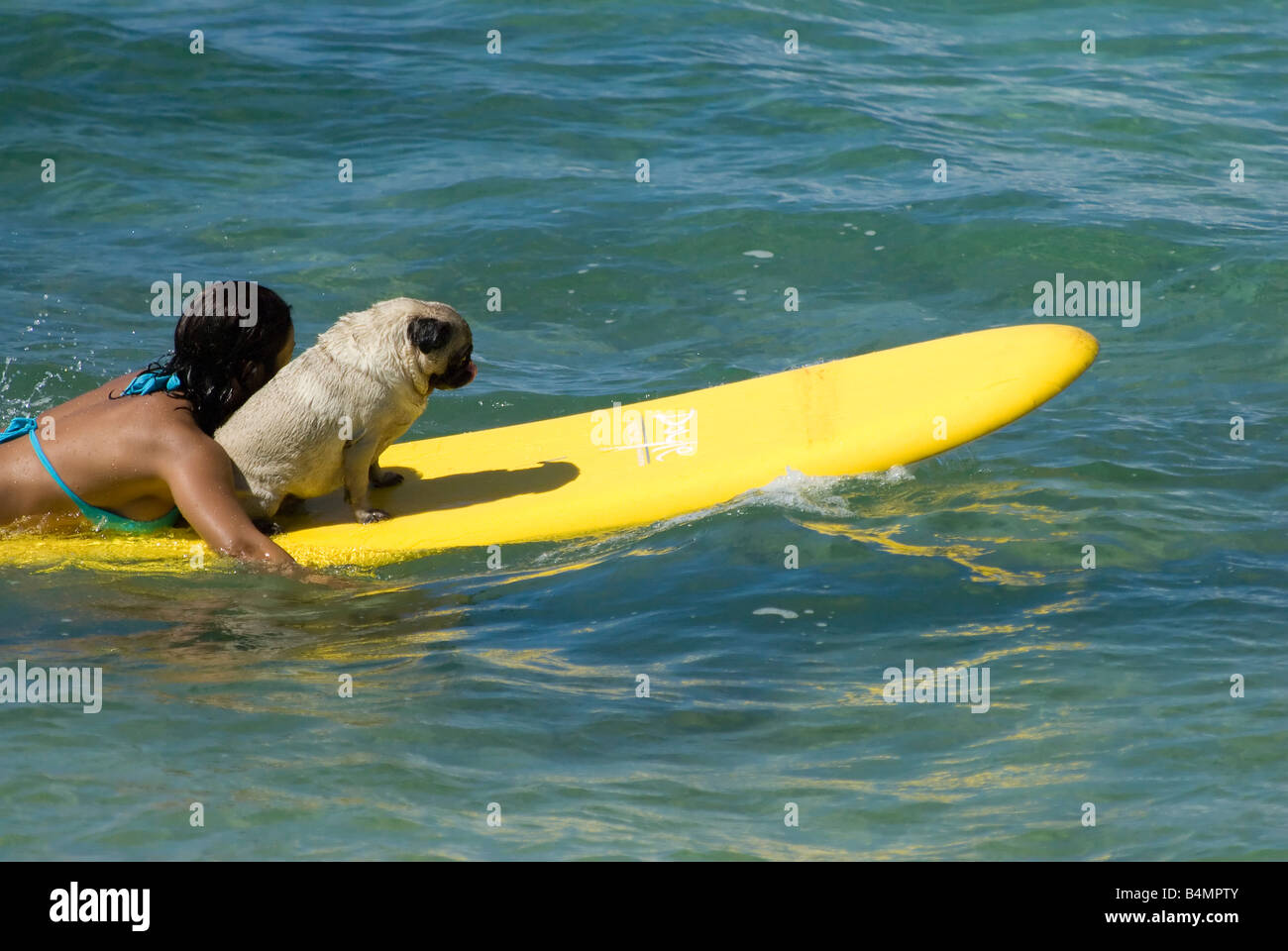 Frau model mit hund am strand Fotos und Bildmaterial in hoher
