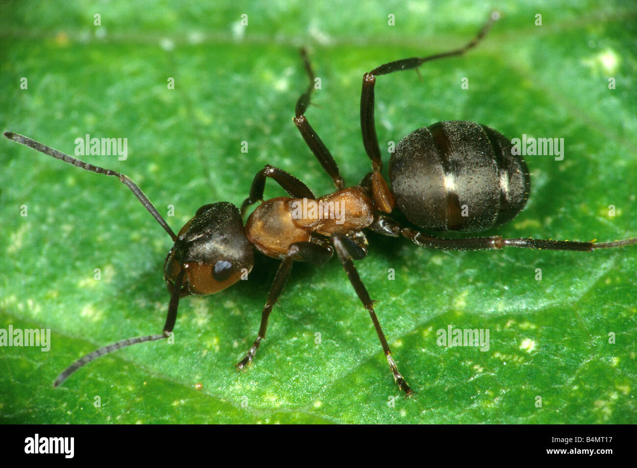 Rote Ameisen (Formica Rufa), Arbeiter Stockfoto