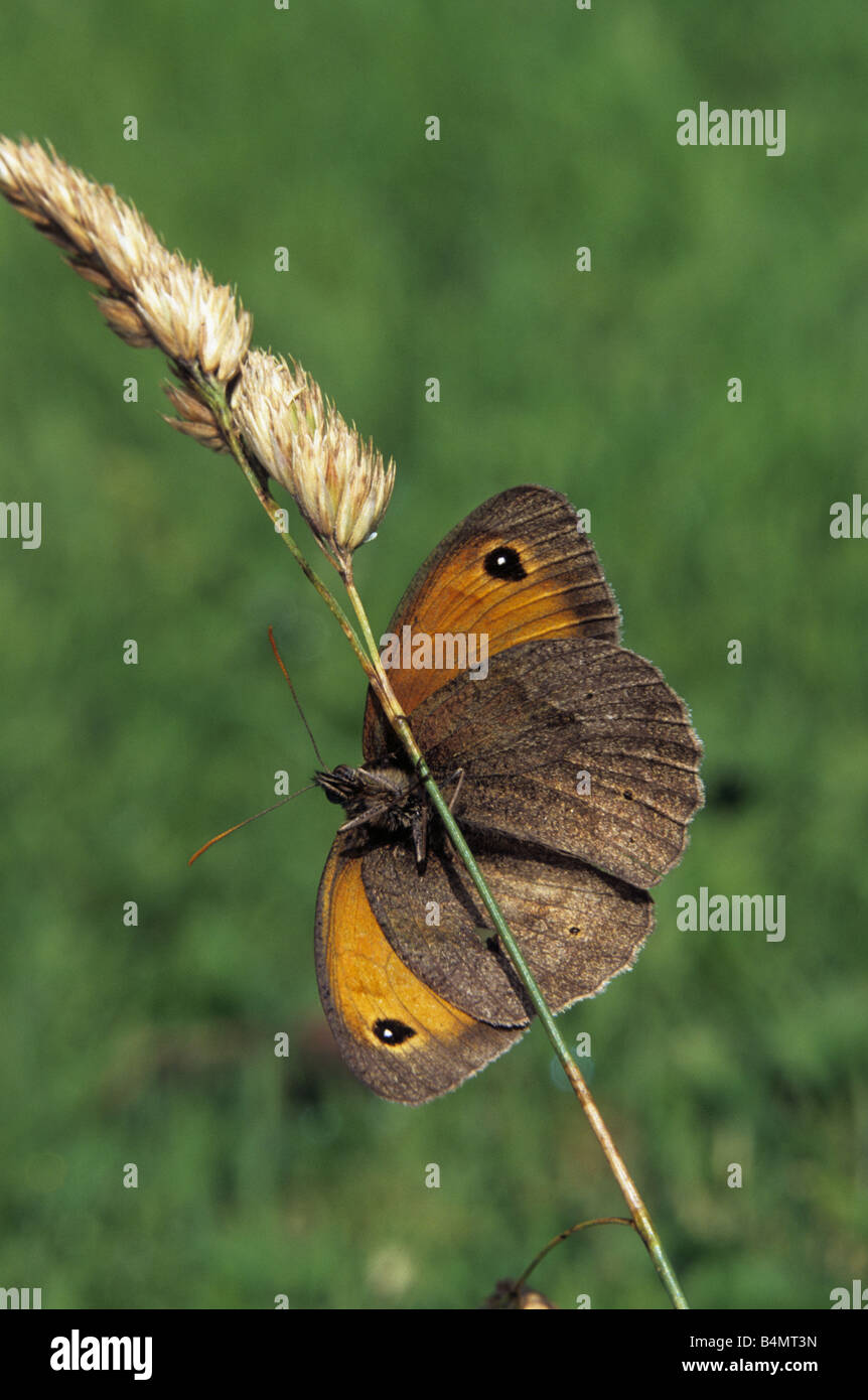 Wiese Brauner Schmetterling Maniola Jurtina zeigt Unterseite des Flügels Stockfoto