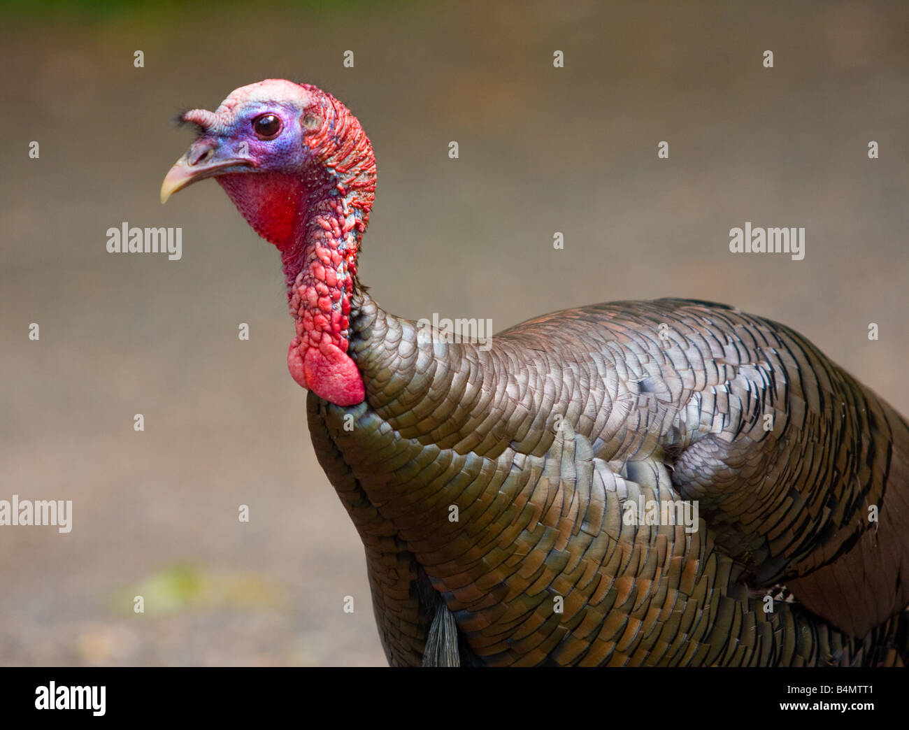 Wilder Truthahn in Hamden, Connecticut USA Stockfoto